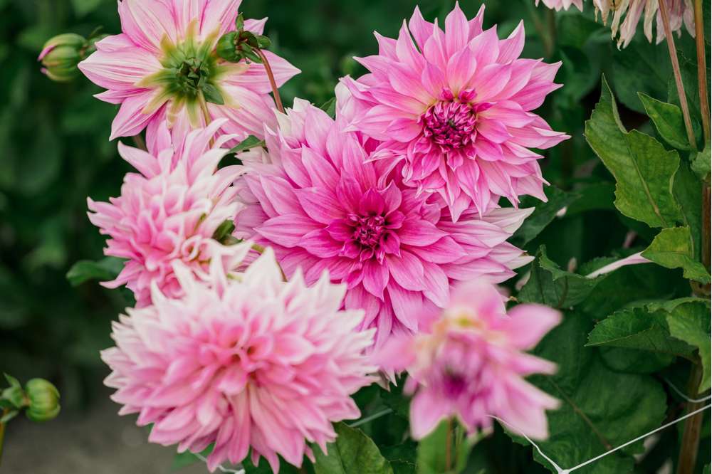 Dahlia 'Cafe au Lait Rose'